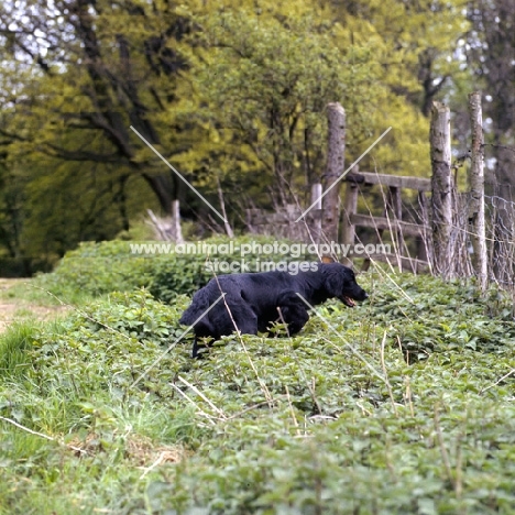 flatcoat retriever searching among plants