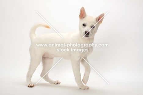 cute Kishu puppy