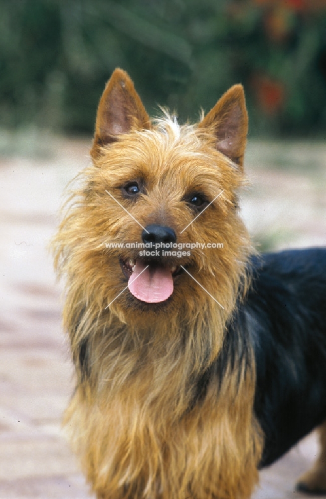 Australian Terrier looking at camera