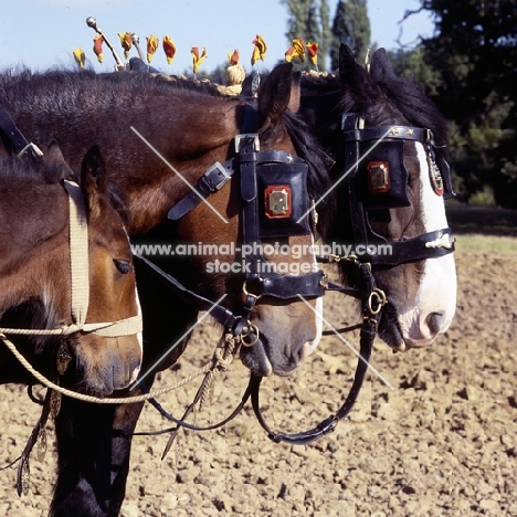 two adults and foal, resting at ploughing competition