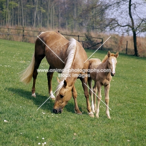 palomino mare and foal