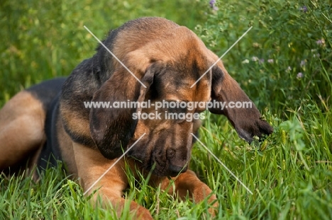 surprised Bloodhound looking at the ground