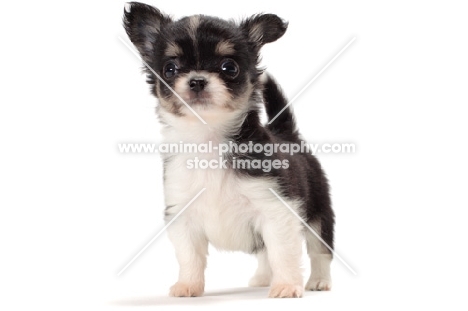 longhaired Chihuahua puppy on white background