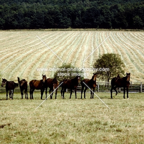 young trakehners at gestüt webelsgründ