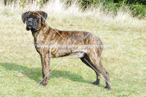 brindle cane corso standing on grass