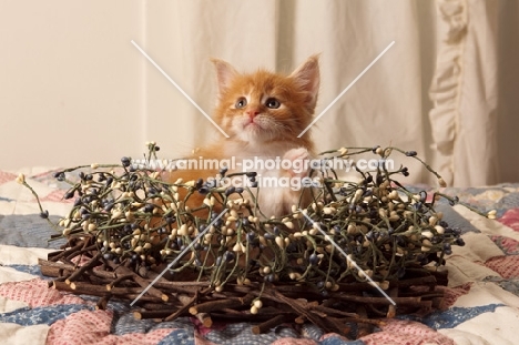 Maine Coon kitten in decoration