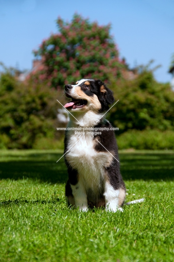 4 month old australian shepherd dog sitting in park