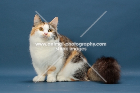 Brown Classic Torbie & White Munchkin sitting down