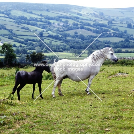 shilstone rocks rockfall, dam of snowfall, dartmoor mare and foal 