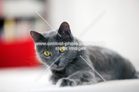 grey cat lying down