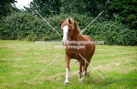 Haflinger horse cantering in green field