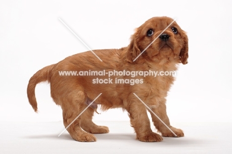 ruby Cavalier King Charles puppy on white background