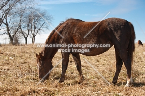 Morgan Horse side view