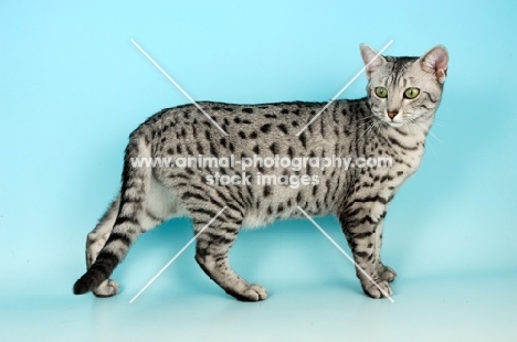 silver egyptian mau walking