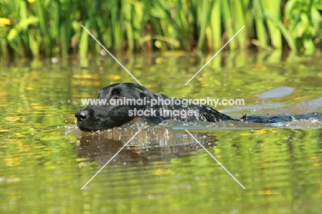 Flatcoated Retriever, swimming