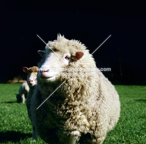 poll dorset sheep in field