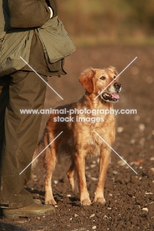 Golden Retriever with gamekeeper