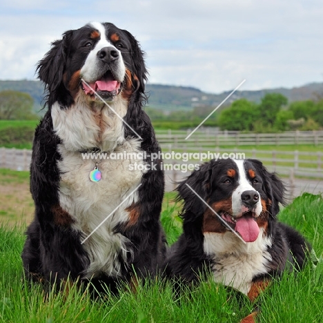 two Bernese Mountain Dogs together