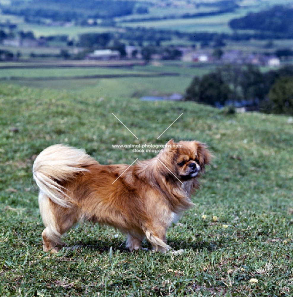 tibetan spaniel standing on grass on a windy hillside