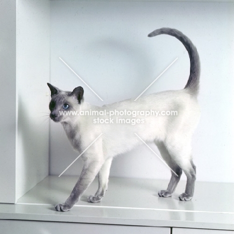 int ch lilac guy van siana, lilac point siamese cat 