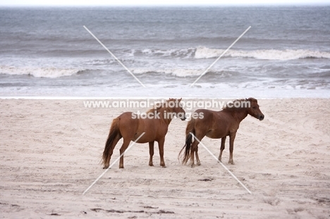 two wild Assateague horses on beach in front of ocean