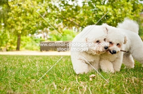 Bichon Frise dogs with stick