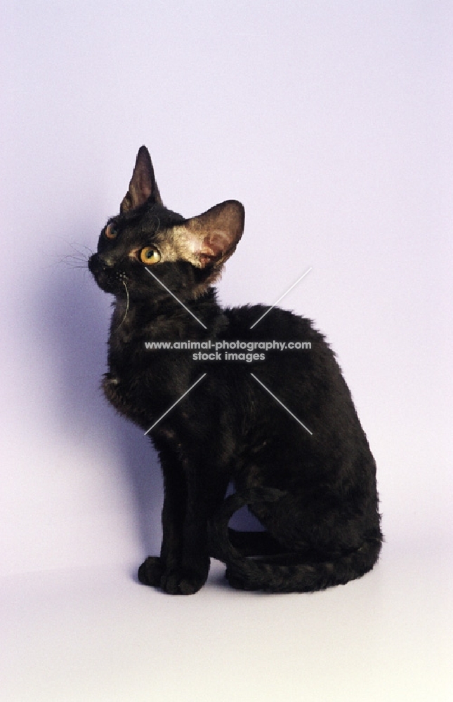 young black German Rex cat, sitting down