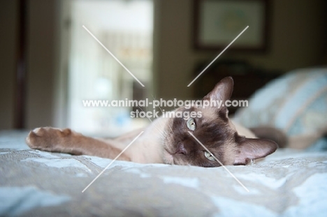 tonkinese cat lying on blue bed