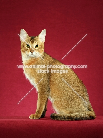 Chausie side view