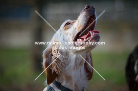 head shot of beautiful orange belton setter looking up towards owner