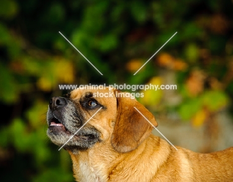 Puggle (pug cross beagle, hybrid dog) portrait
