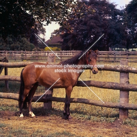 Moroun, Caspian Pony  stallion full body