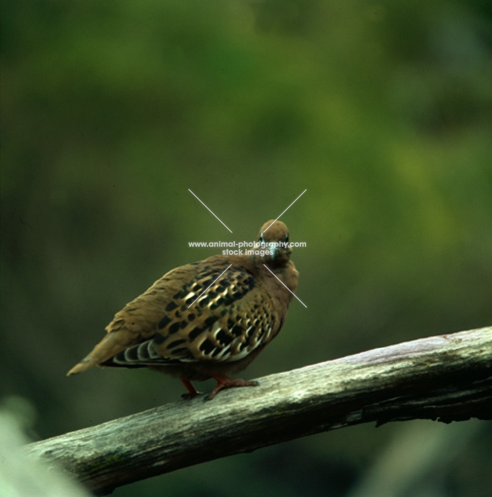 galapagos dove on branch, james island, galapagos islands