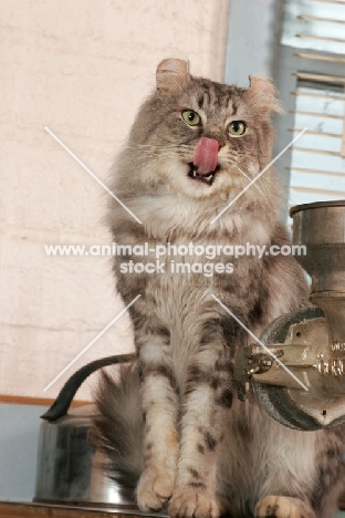 American Curl licking lips