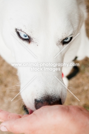 white Siberian Husky eating treat from hand