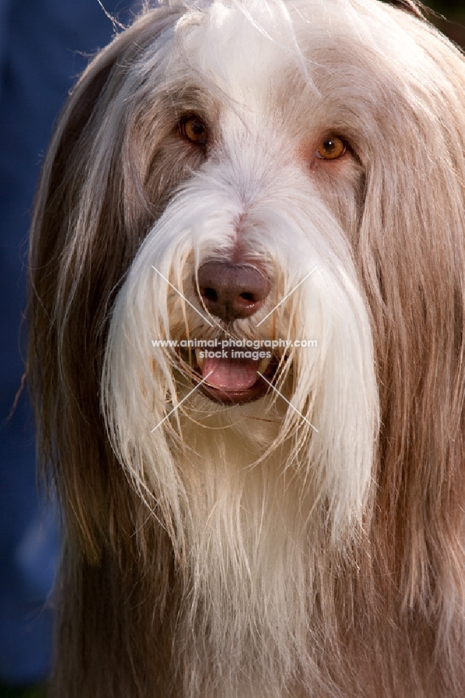 portrait of fawn bearded collie