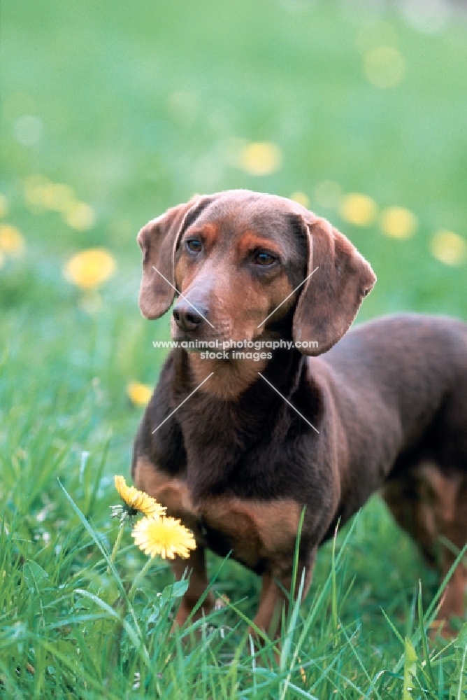 Wlderdackel on grass, old type black forest hound, german breed in revival