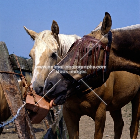 palomino and cob, two horses licking salt lick, one with fly fringes