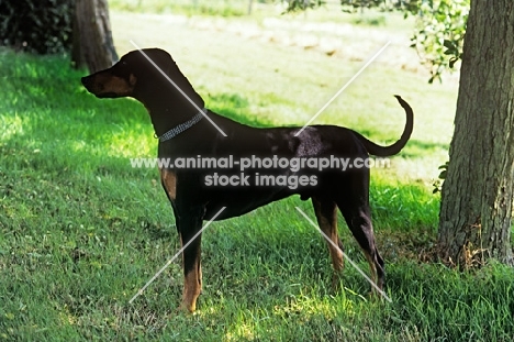 undocked dobermann standing in shade