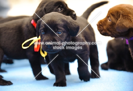 Labrador Retriever puppy