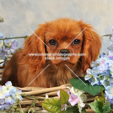 Cavalier King Charles Spaniel amongst flowers