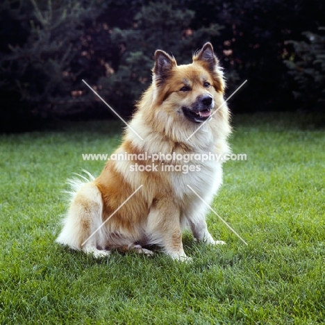 iceland dog sitting on grass