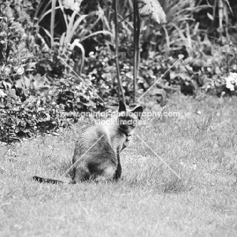 siamese cat looking back