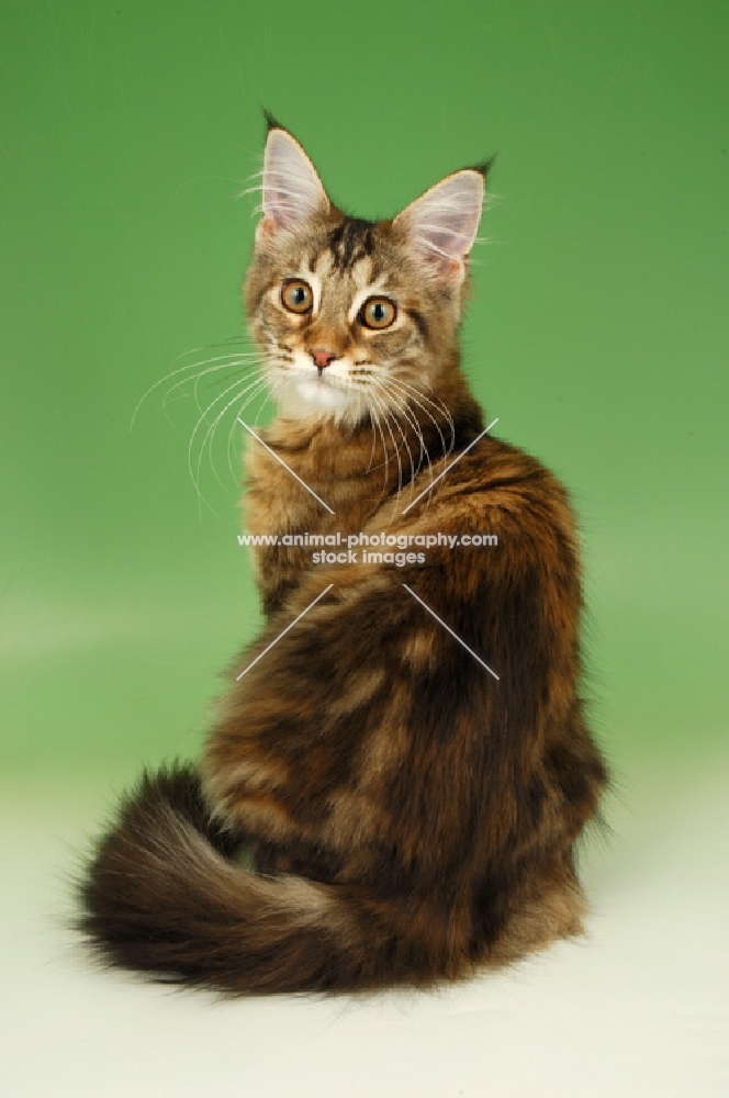 brown tabby and white cat, back view