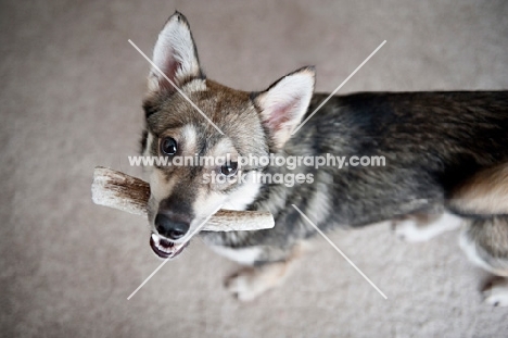 alaskan klee kai carrying deer antler in mouth