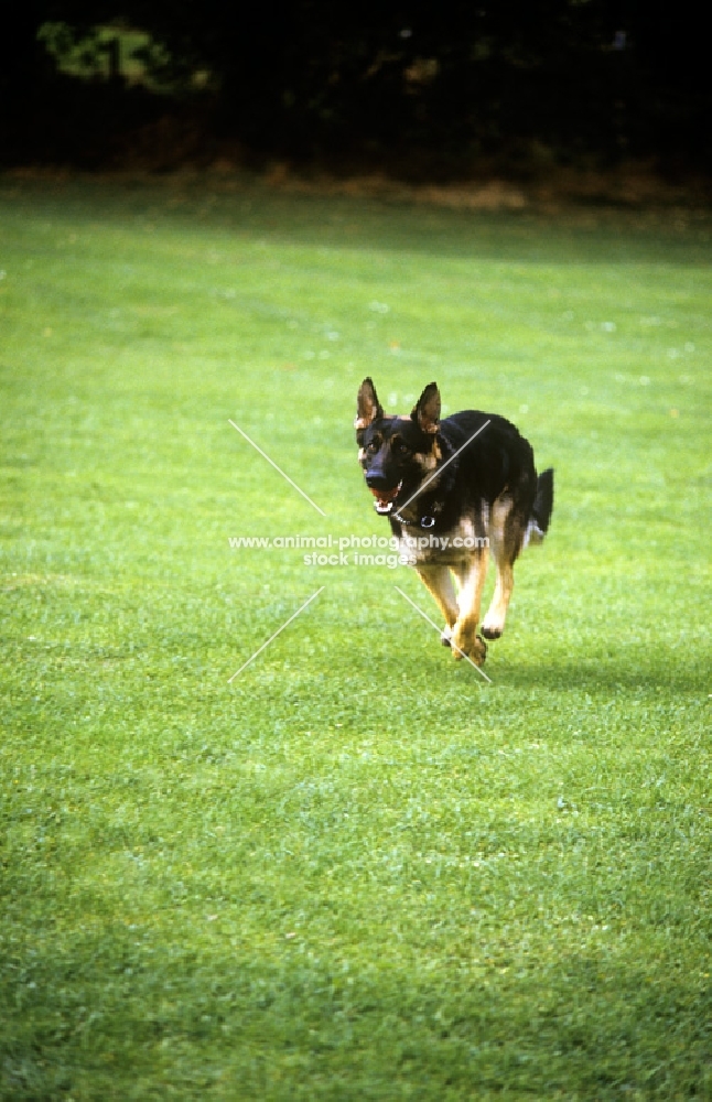 german shepherd dog running towards camera