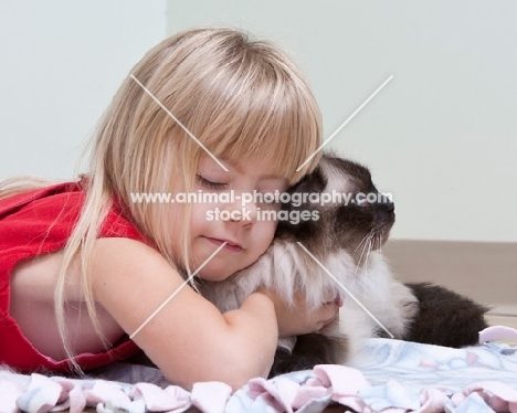 ragdoll being cared for by a girl