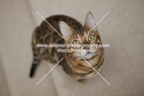 spotted Bengal cat looking up on beige carpet