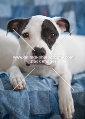 american staffordshire puppy