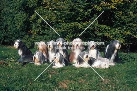 Bearded Collie group of 11